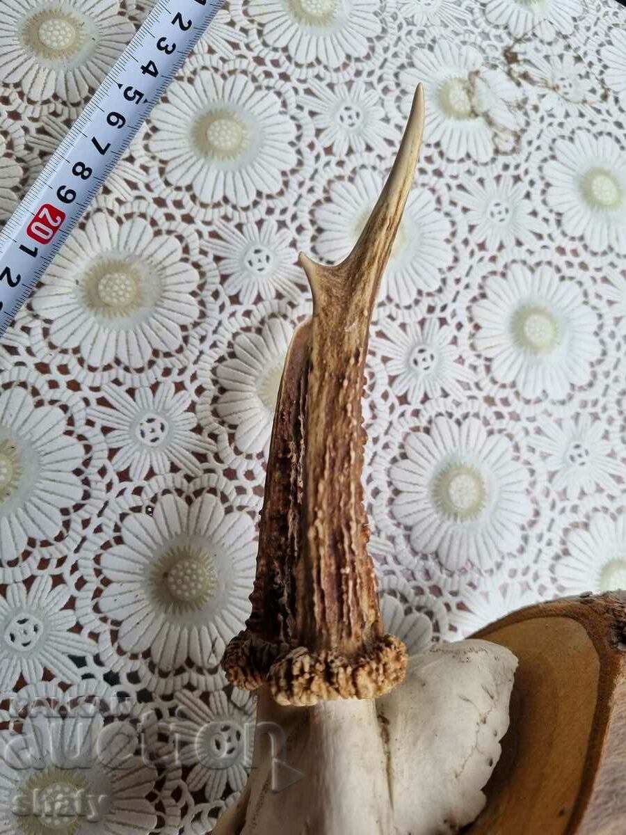 Auction  An old trophy. Horns