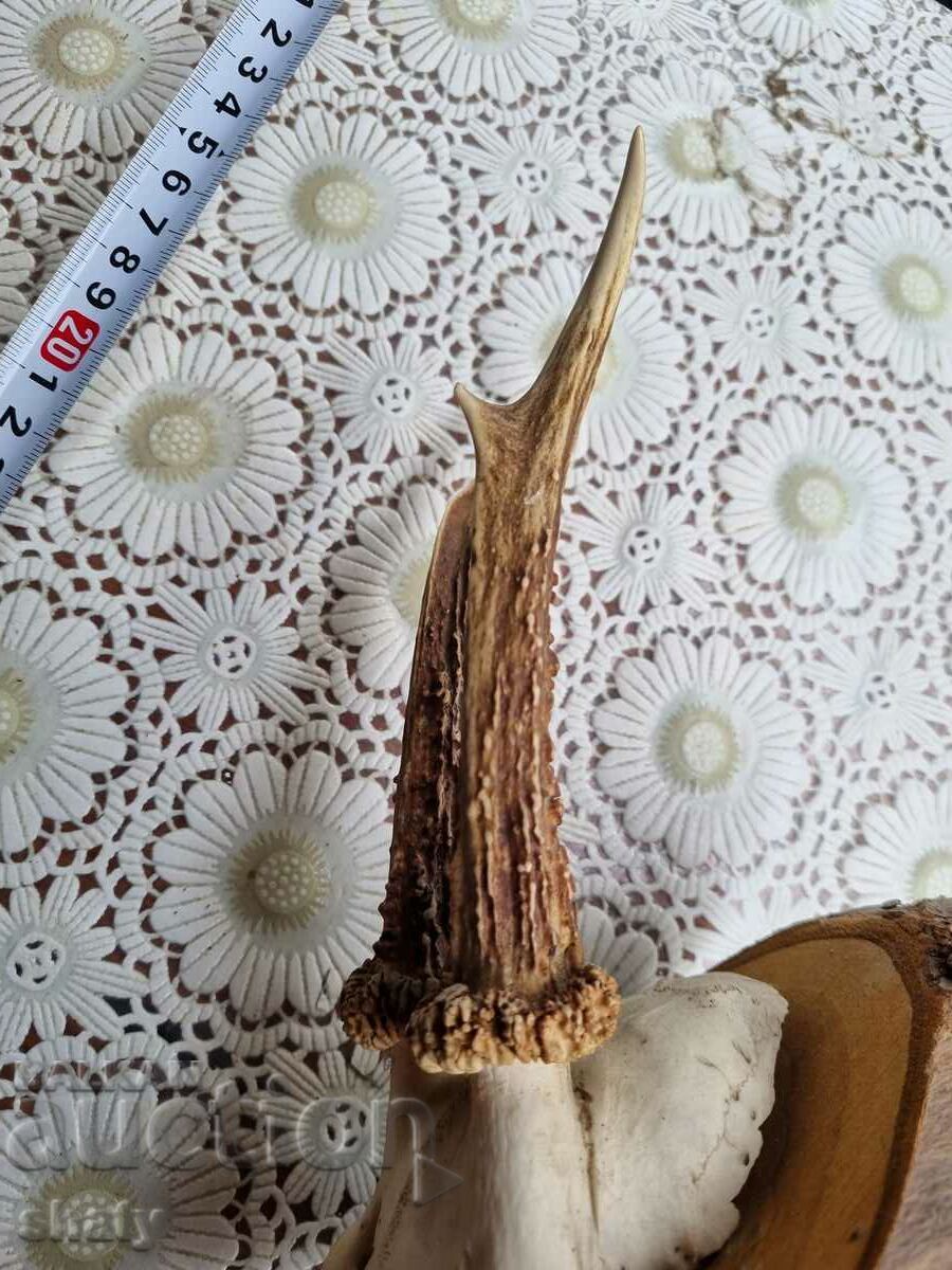 Auction  An old trophy. Horns