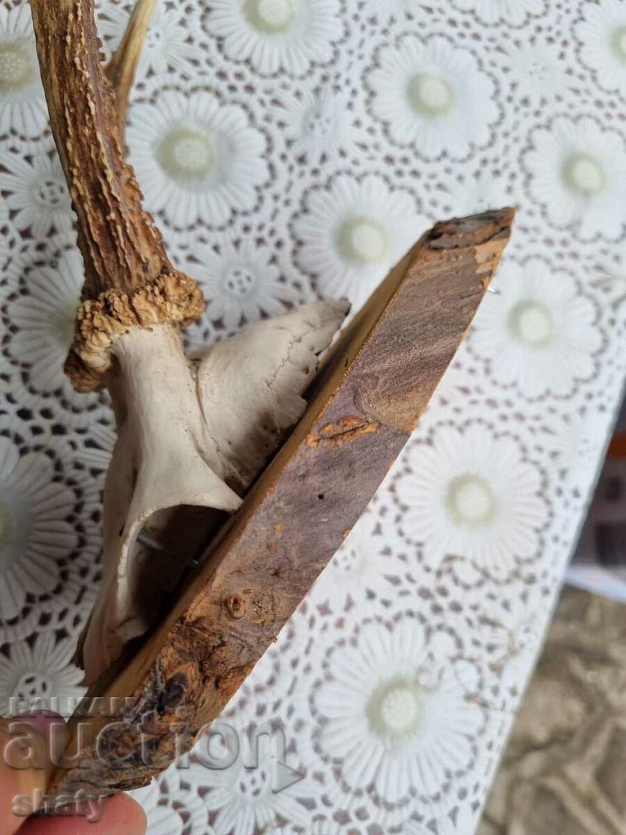 Delivery of An old trophy. Horns