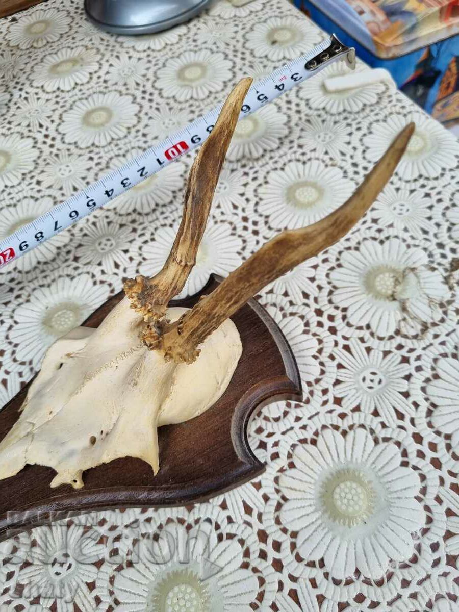 An old trophy. Horns with price € 20.00 | 39.12 BGN