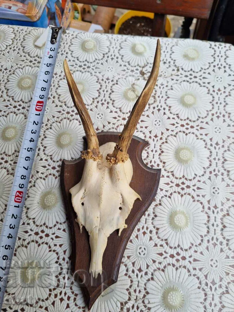 An old trophy. Horns
