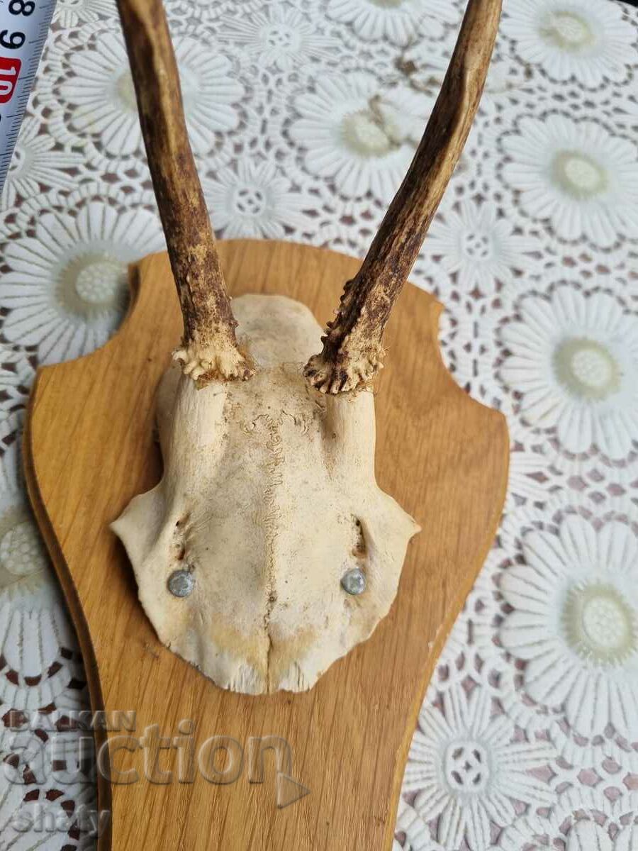An old trophy. Horns with price 35.00 BGN | € 17.90
