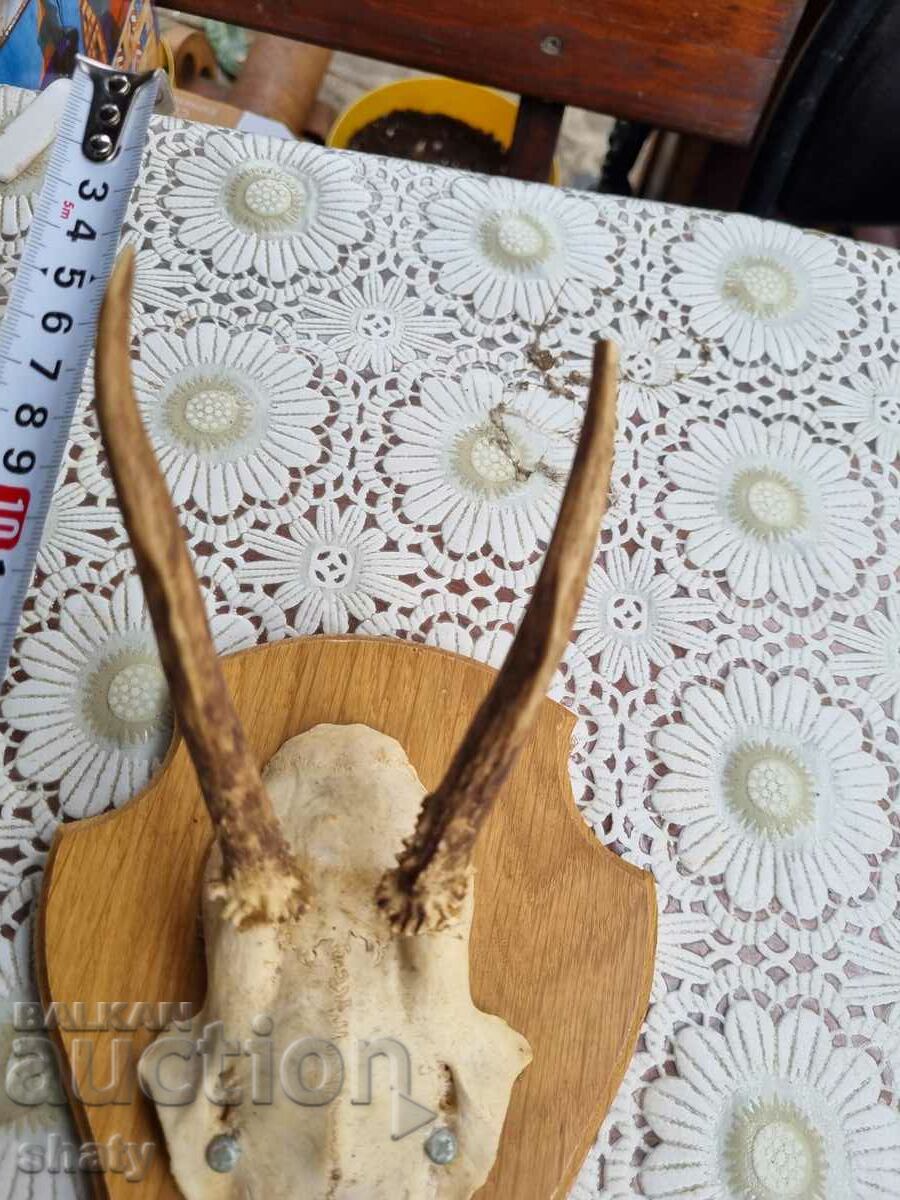 Auction  An old trophy. Horns