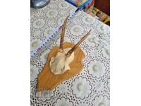 An old trophy. Horns