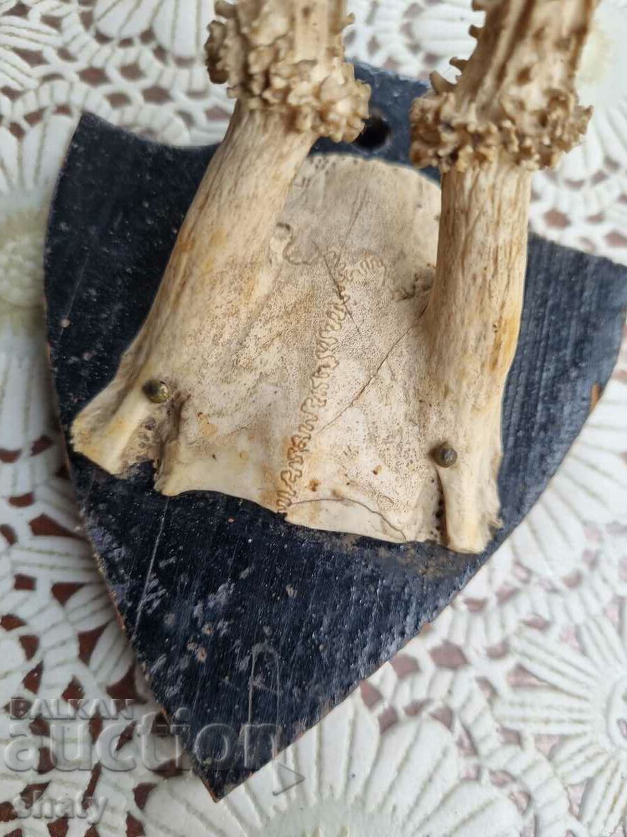An old trophy. Horns with price 35.00 BGN | € 17.90 An old trophy. Horns with price 35.00 BGN | € 17.90