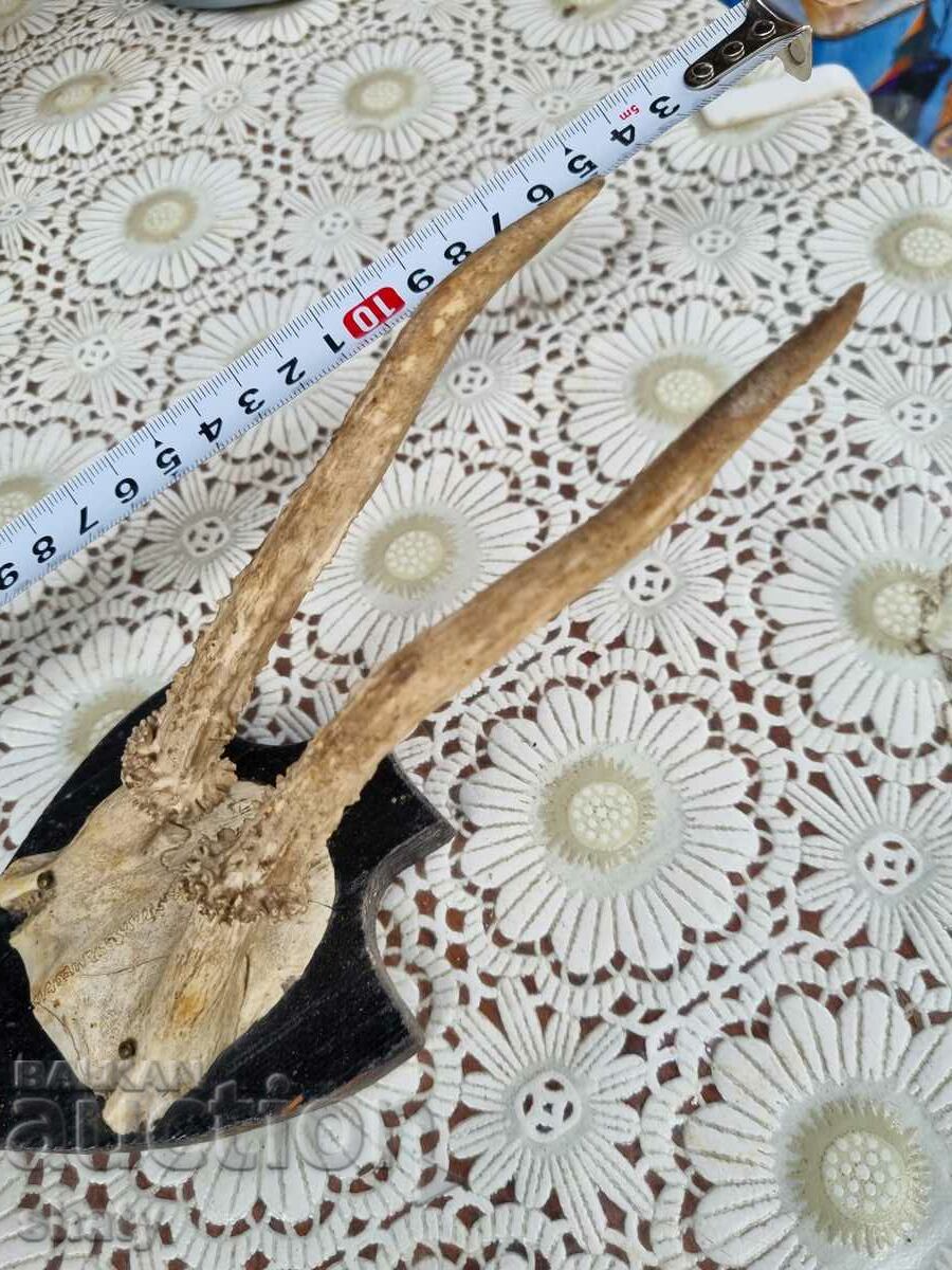 Auction An old trophy. Horns Auction An old trophy. Horns