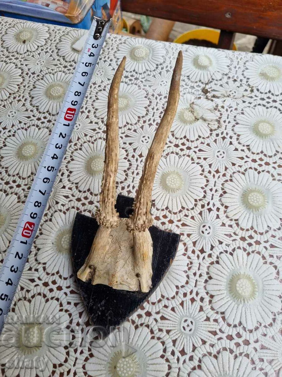 Un trofeu vechi. coarne