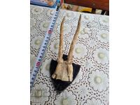 An old trophy. Horns