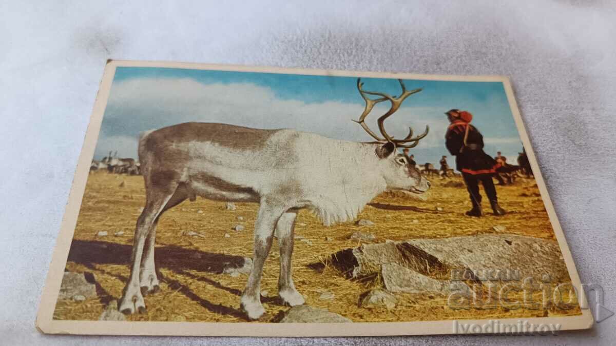 Carte poștală Laponia
