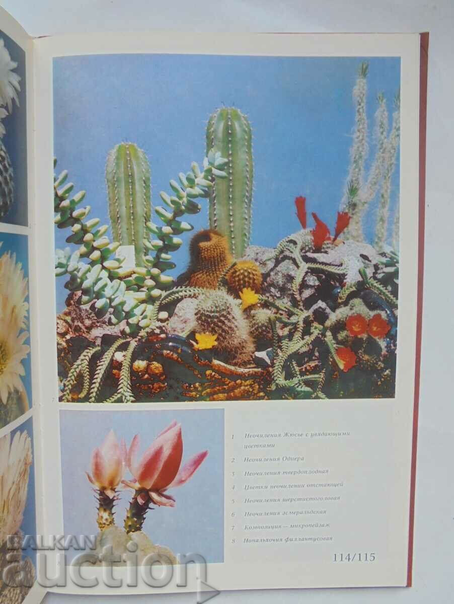 Аукцион Кактусы - Д. Н. Широбокова и др. 1982 г. Кактуси Аукцион Кактусы - Д. Н. Широбокова и др. 1982 г. Кактуси