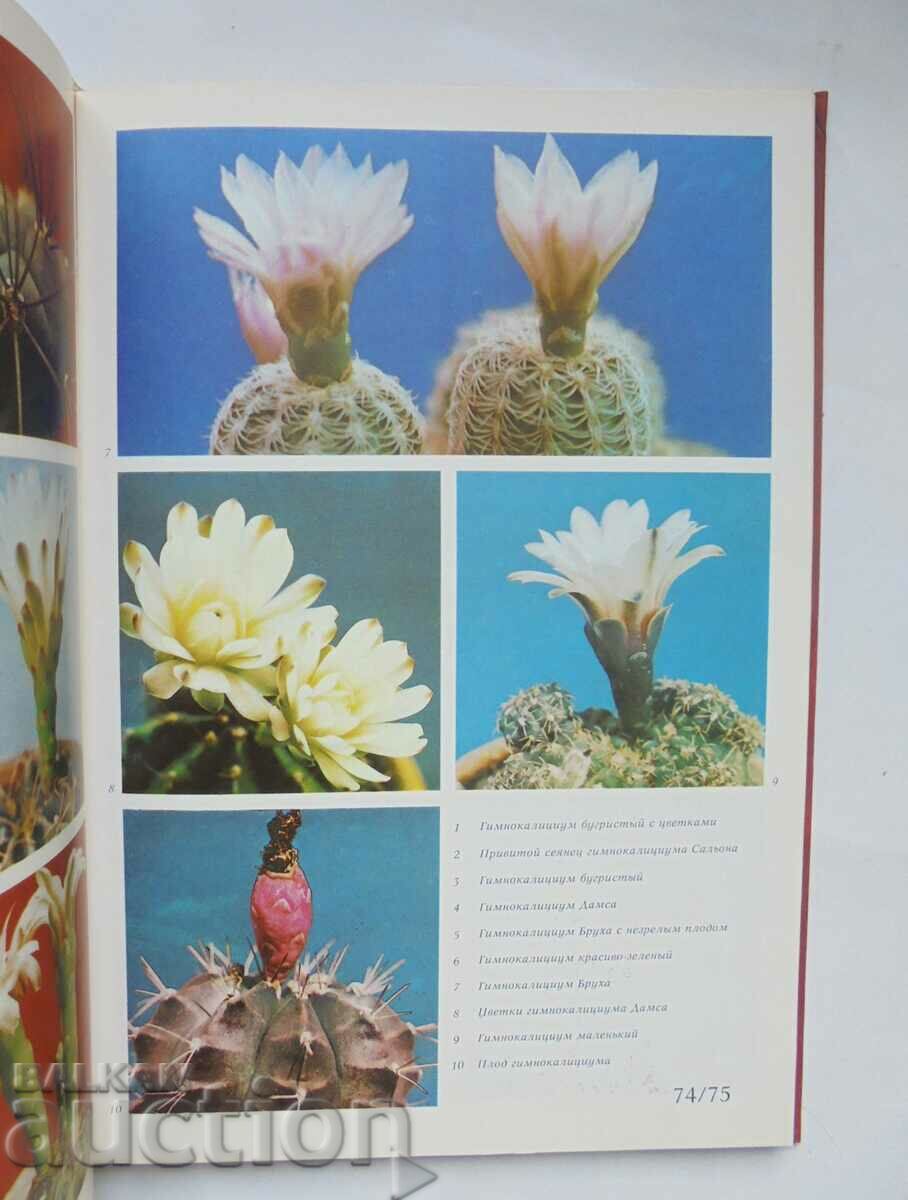 Доставка на Кактусы - Д. Н. Широбокова и др. 1982 г. Кактуси Доставка на Кактусы - Д. Н. Широбокова и др. 1982 г. Кактуси