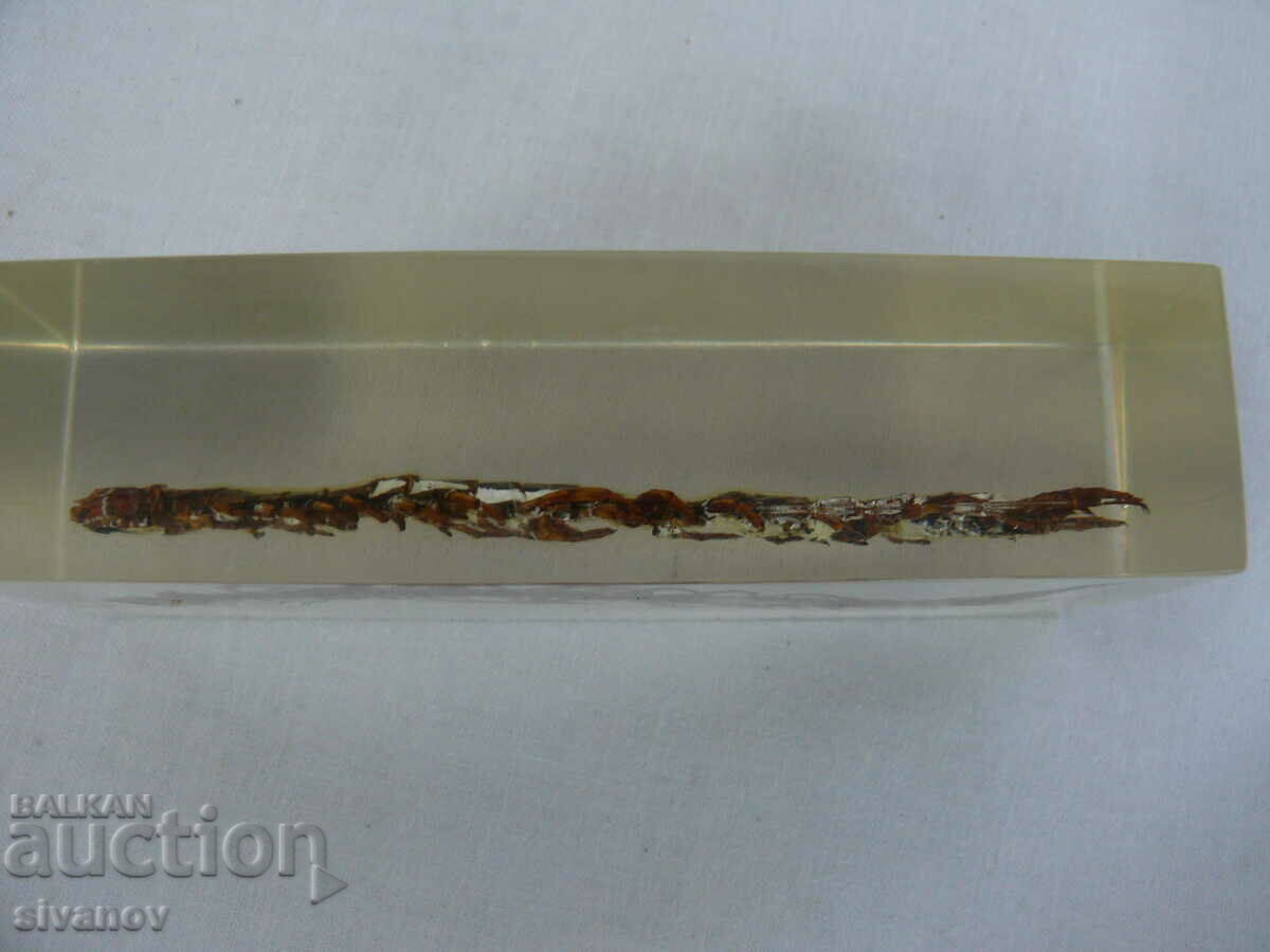 Scolopendra stuffed insect #2115 with price 9.99 BGN | € 5.11 Scolopendra stuffed insect #2115 with price 9.99 BGN | € 5.11