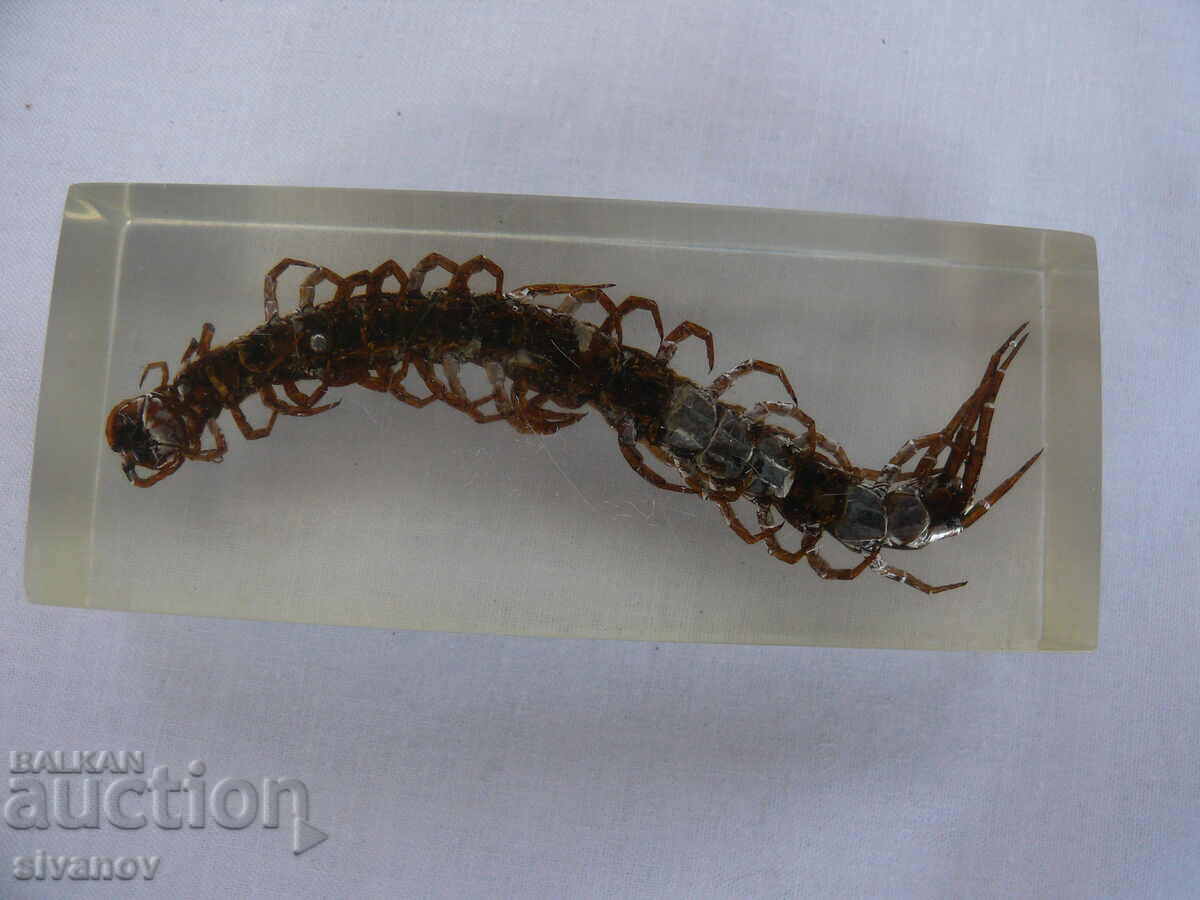 Auction Scolopendra stuffed insect #2115 Auction Scolopendra stuffed insect #2115