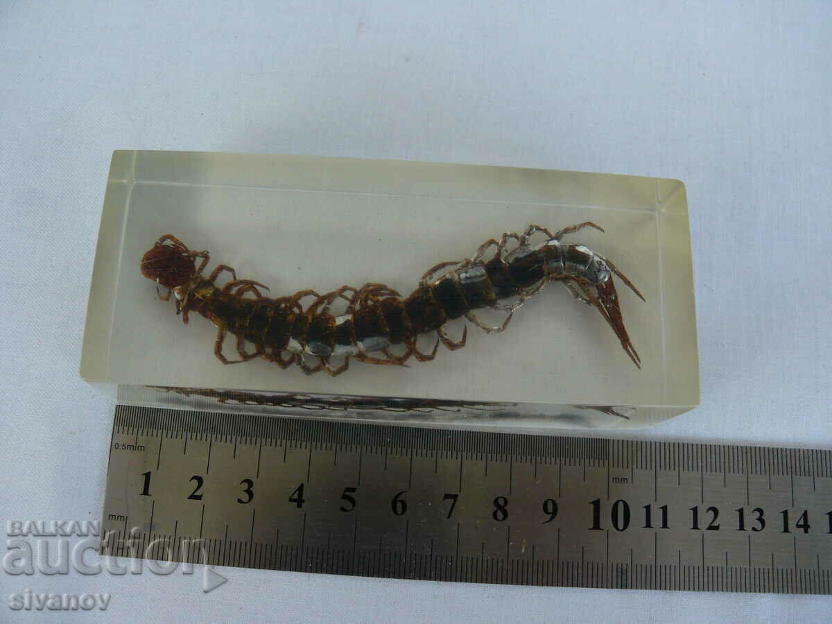 Scolopendra stuffed insect #2115 - 5 Scolopendra stuffed insect #2115 - 5