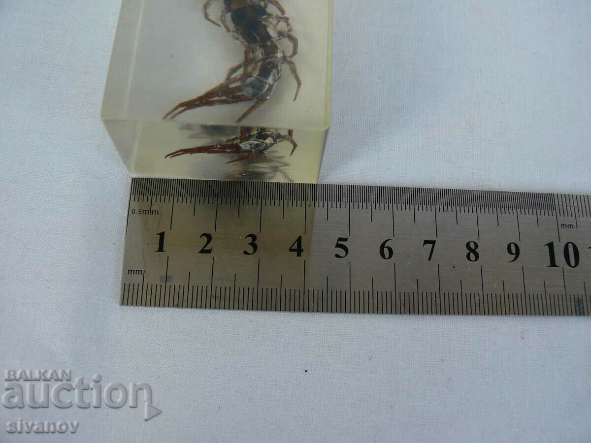 Scolopendra stuffed insect #2115 - 6 Scolopendra stuffed insect #2115 - 6