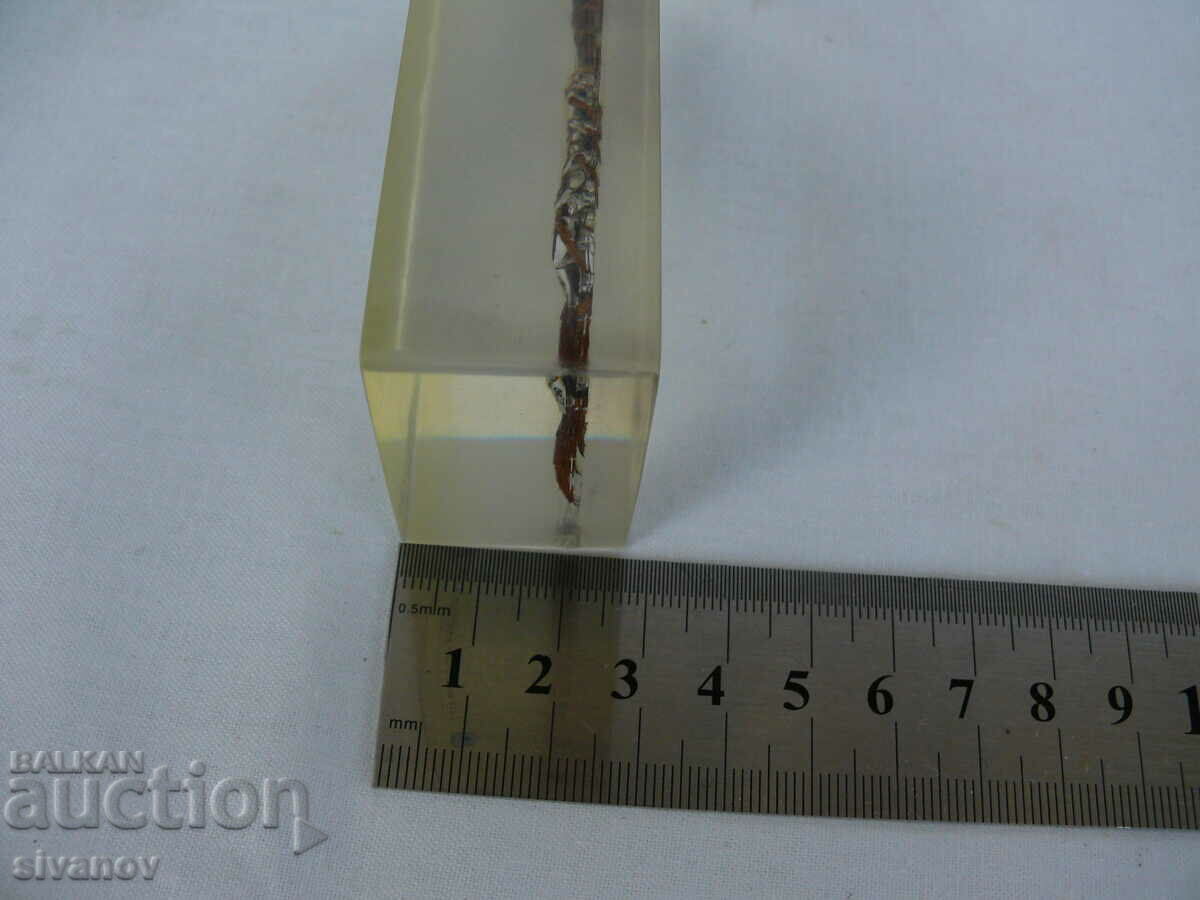 Scolopendra stuffed insect #2115 - 7 Scolopendra stuffed insect #2115 - 7