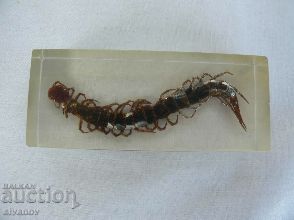 Scolopendra stuffed insect #2115