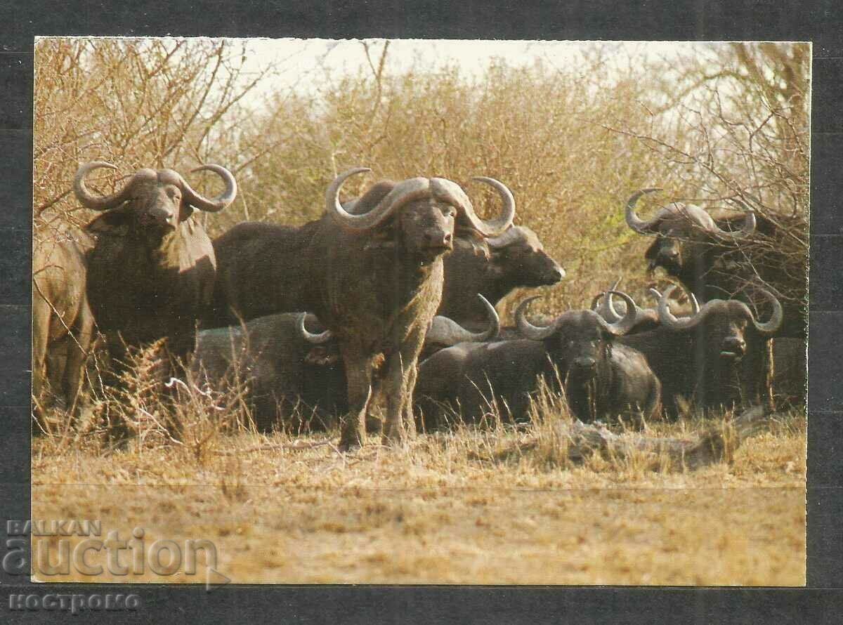 Fauna - animale - Africa de Sud - A 926