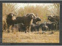 Fauna - animale - Africa de Sud - A 926