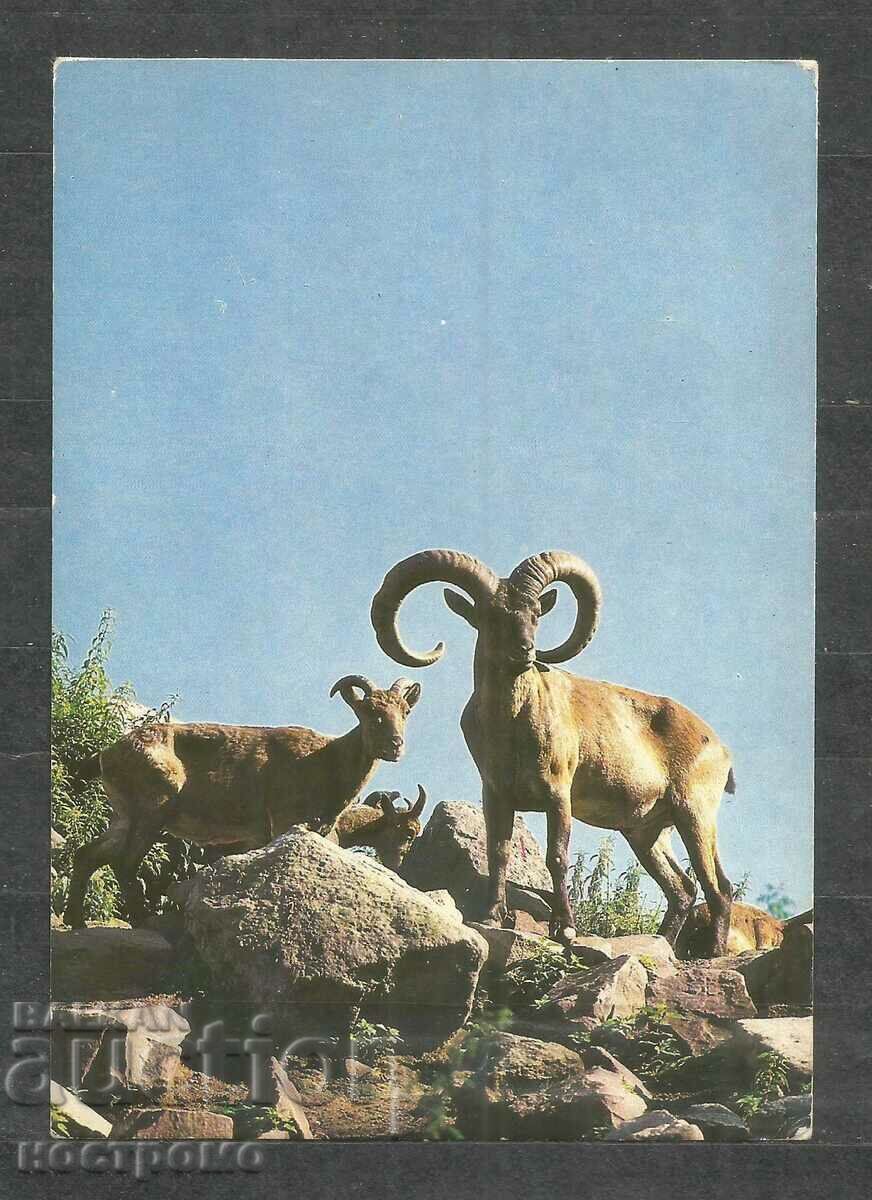 Fauna - animale - Rusia - A 929 Fauna - animale - Rusia - A 929