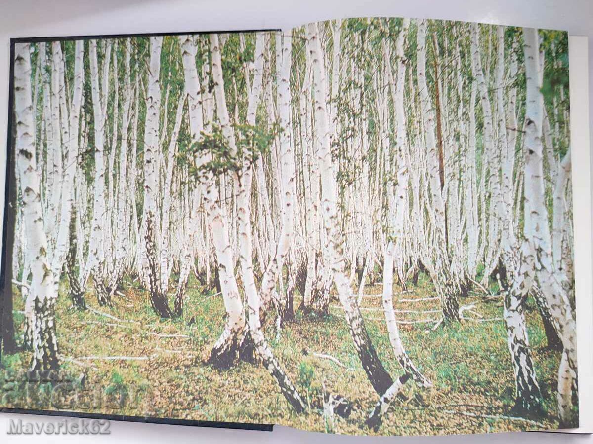 Peace of the birds Russian language with price 10.00 BGN | € 5.11 Peace of the birds Russian language with price 10.00 BGN | € 5.11