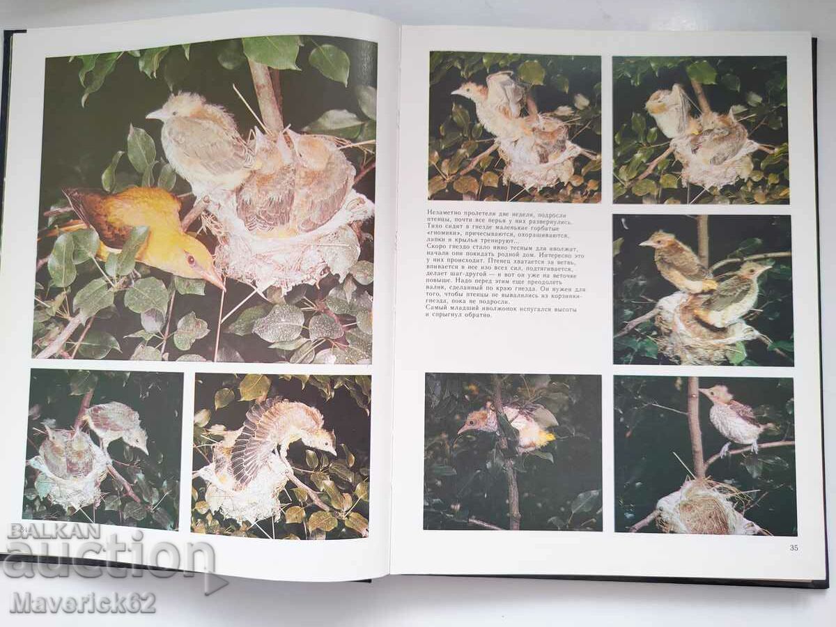 Delivery of Peace of the birds Russian language Delivery of Peace of the birds Russian language