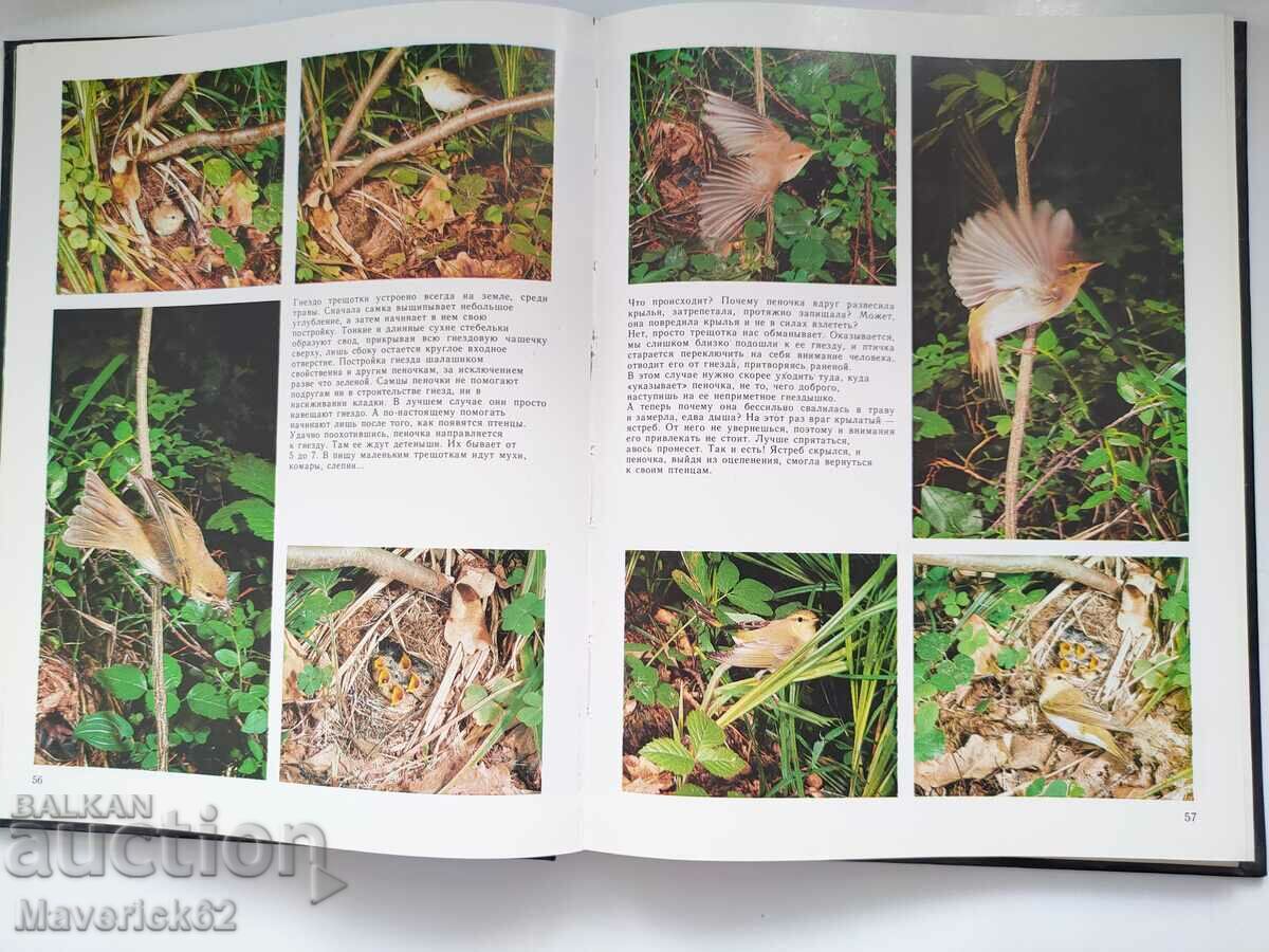 Peace of the birds Russian language - 5 Peace of the birds Russian language - 5