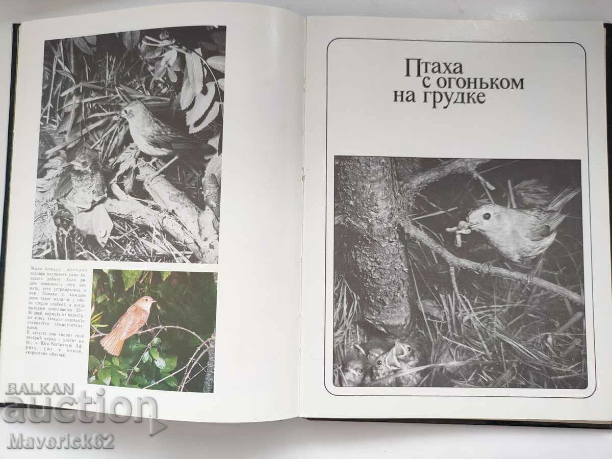 Peace of the birds Russian language - 6 Peace of the birds Russian language - 6