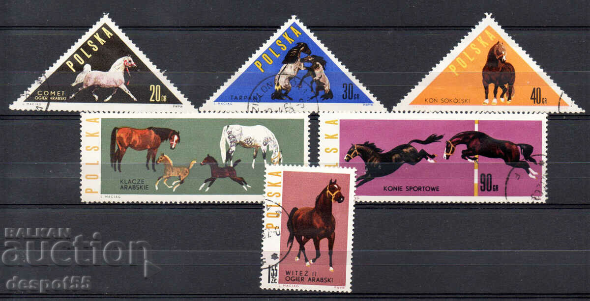 1963. Poland. Horses.