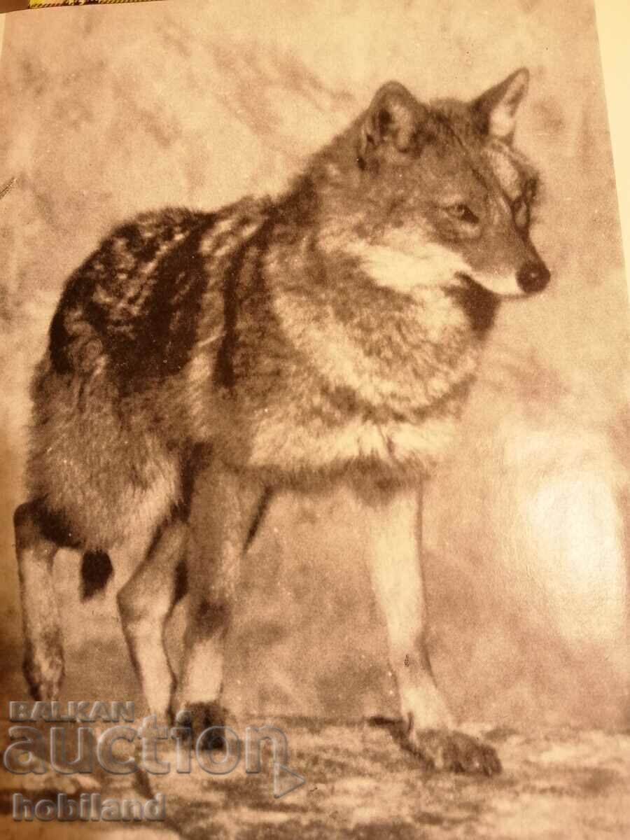 Footsteps in the sand with price 3.00 BGN | € 1.53 Footsteps in the sand with price 3.00 BGN | € 1.53