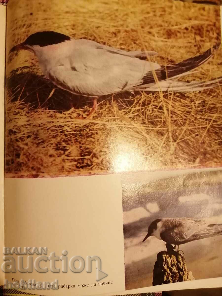Auction Footsteps in the sand Auction Footsteps in the sand