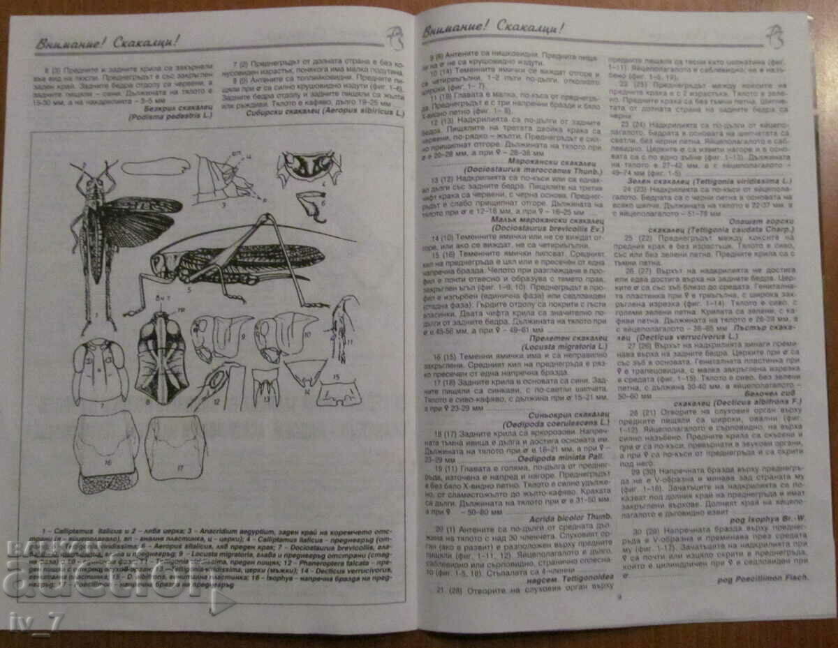 MAGAZINE - ATTENTION! LOCUSTS! - 5