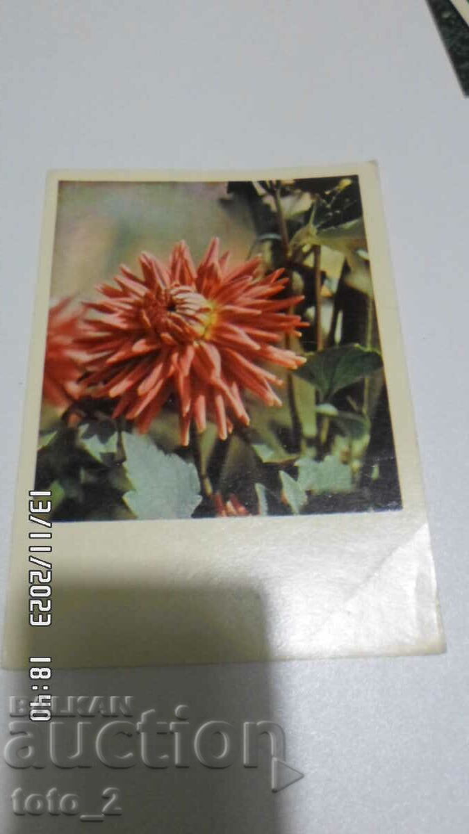 OLD CARD-FLOWER 1965.