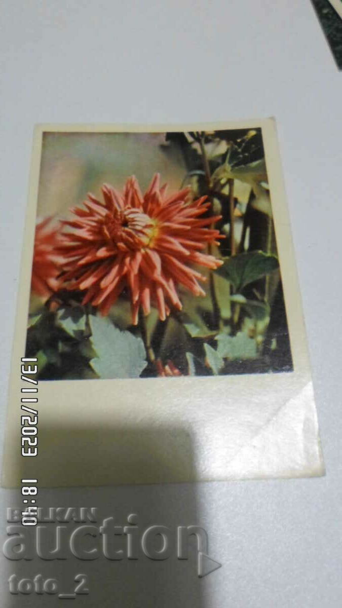 CARTE VECHIA-FLOARE 1965.