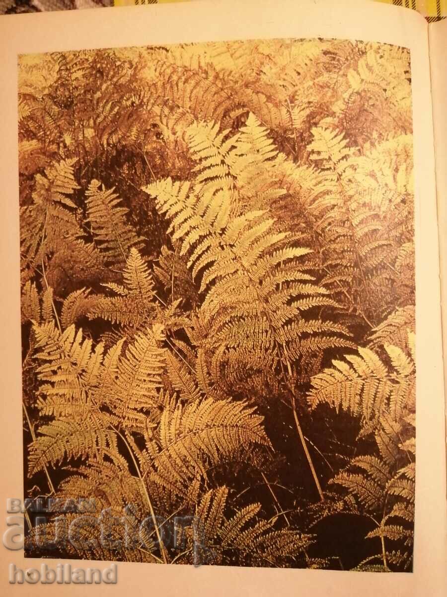 Delivery of Atlas of Botany Delivery of Atlas of Botany