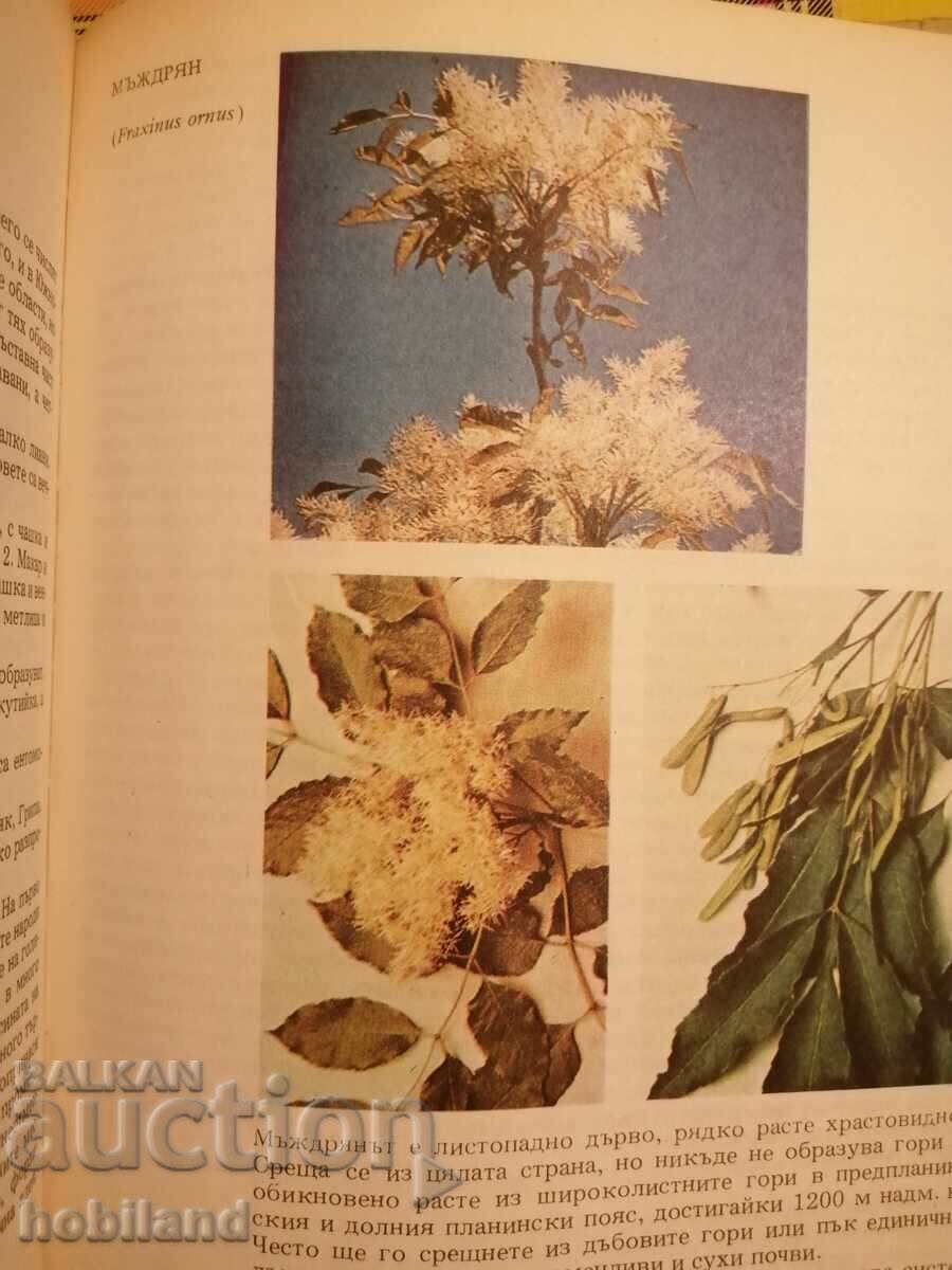 Atlas of Botany - 7 Atlas of Botany - 7