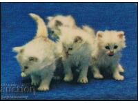 3D Japanese postcard kittens cats kitten stereo