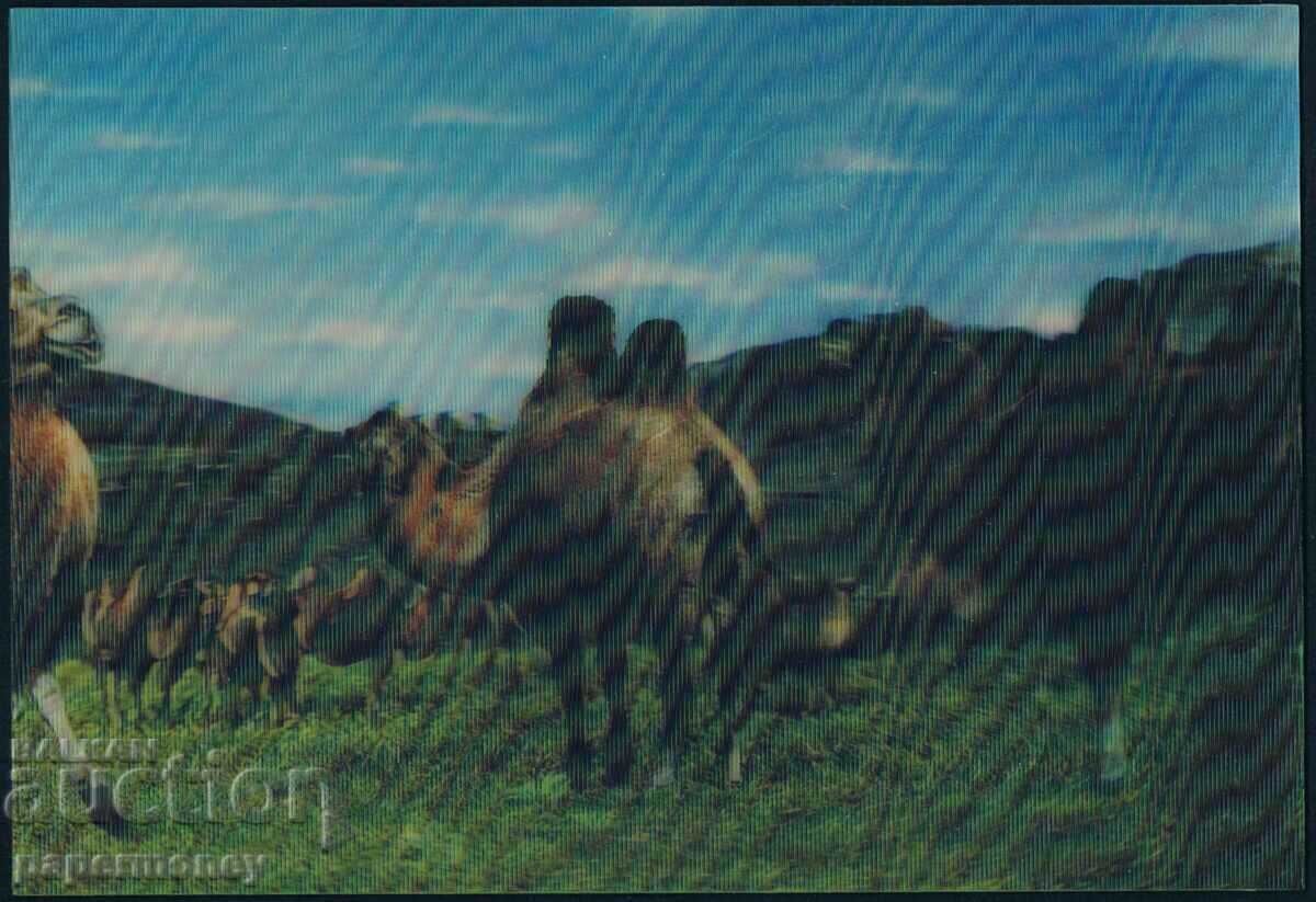 3D монголска пощенска картичка камили камила животни стерео