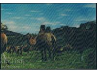 3D μογγολική καρτ ποστάλ καμήλες, ζώα καμήλες στερεοφωνικό