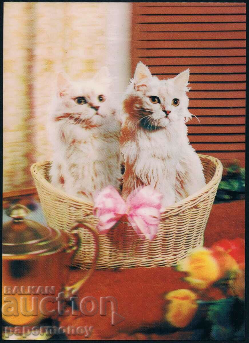3D Japanese postcard kittens cats kitten stereo