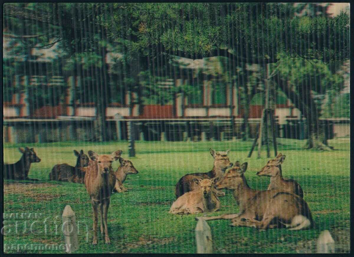 3D Japanese postcard doe doe animals stereo
