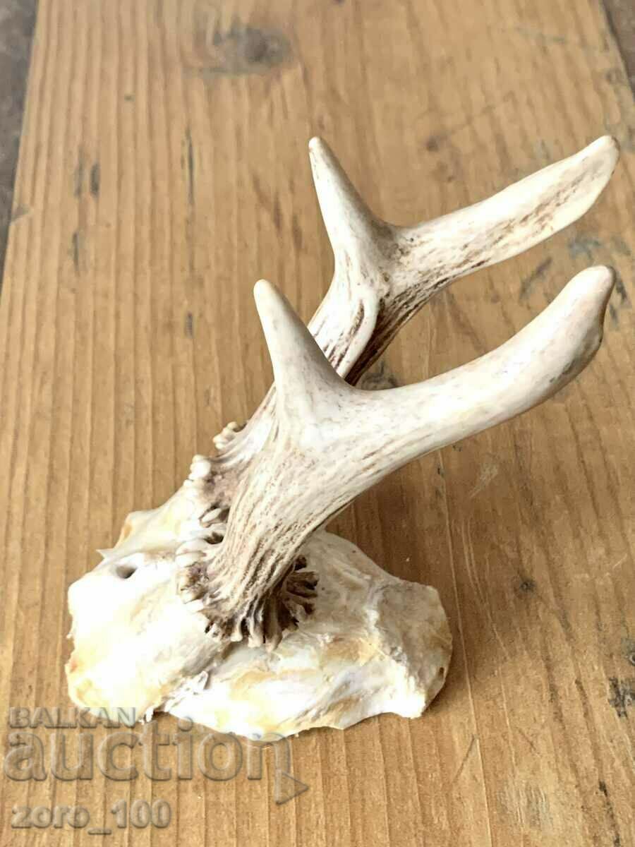 Delivery of Companion trophy Delivery of Companion trophy