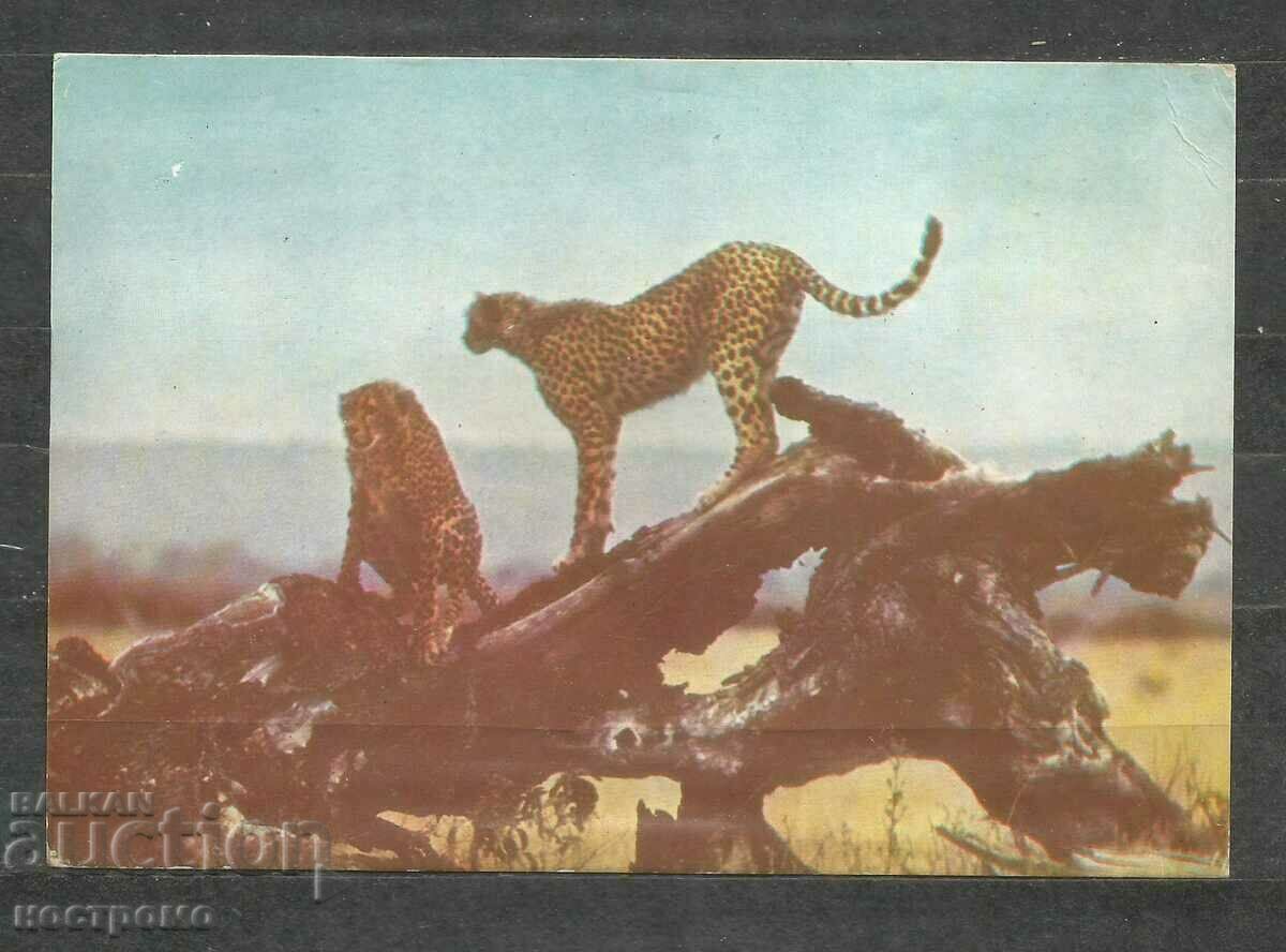 Fauna -  ANGOLA  - Old Post card   - A 1310