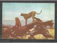 Fauna - ANGOLA - Old Post card - A 1310