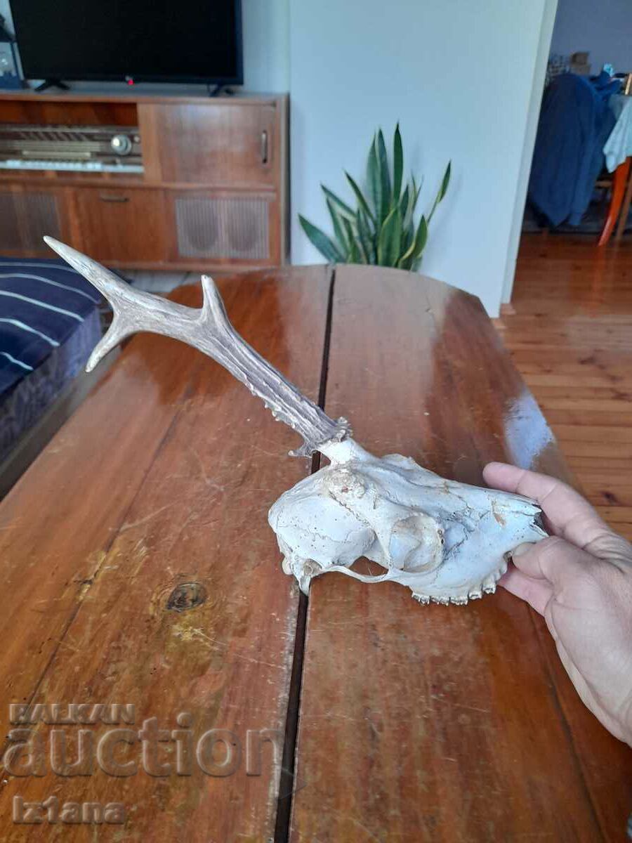 Old hunting trophy with price 28.00 BGN | € 14.32