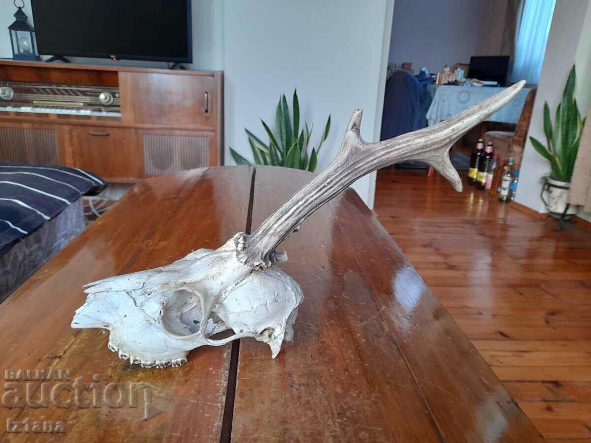 Auction  Old hunting trophy