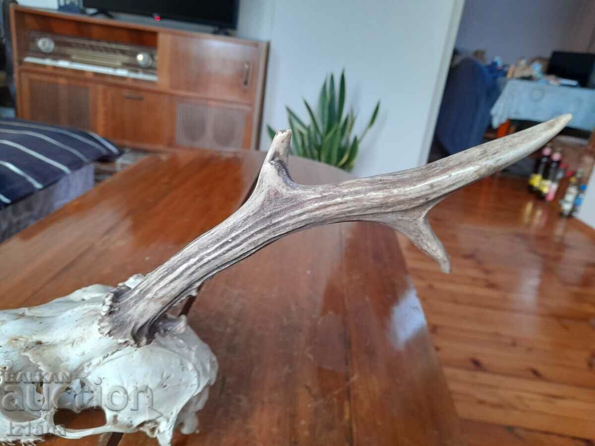 Delivery of Old hunting trophy