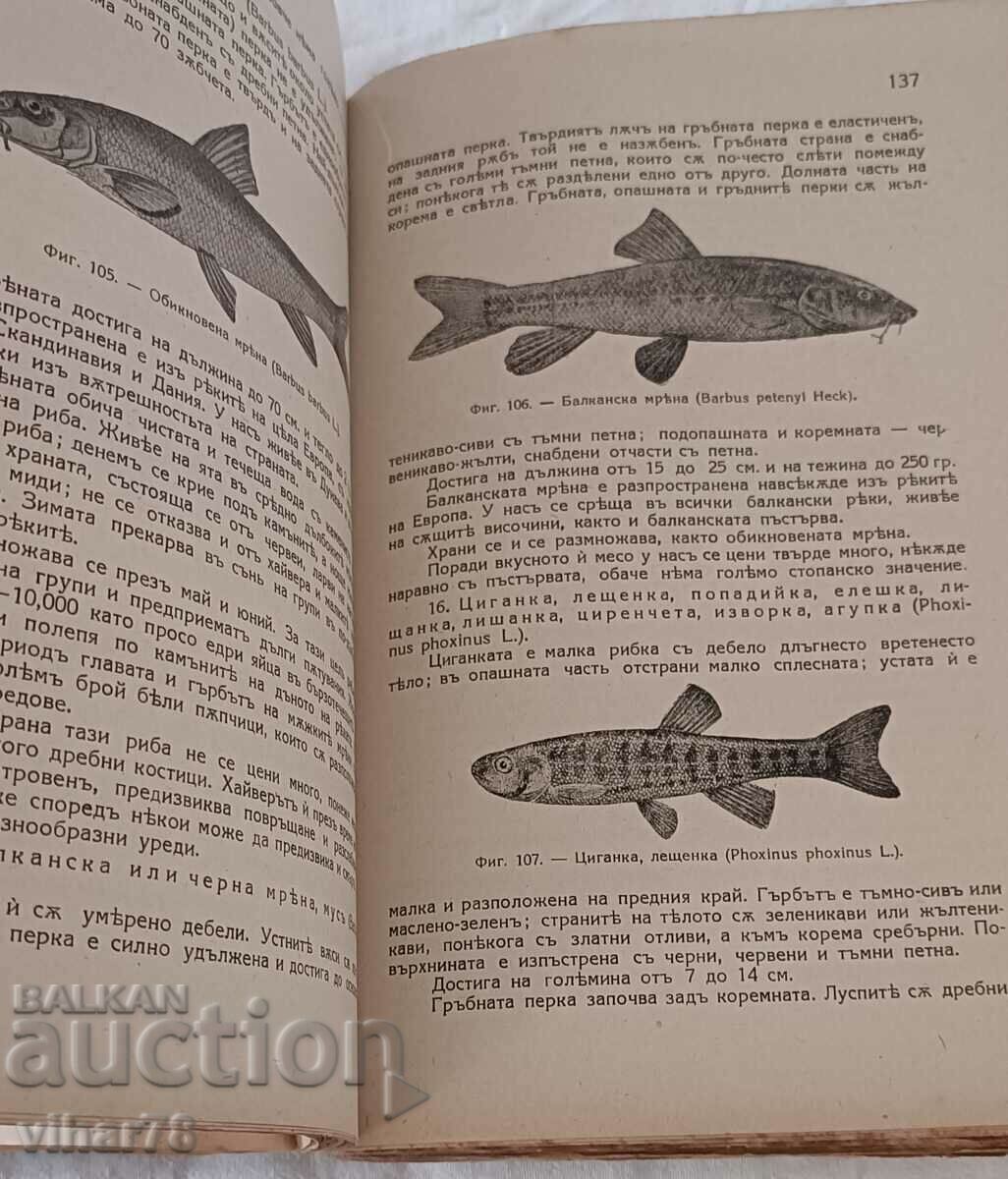 Δημοπρασία Δημοφιλές μάθημα αλιείας Δημοπρασία Δημοφιλές μάθημα αλιείας