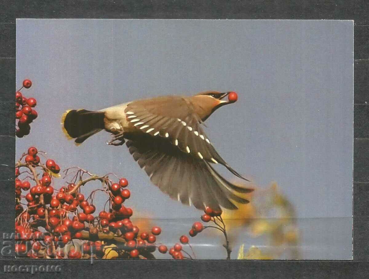 Bird - Pajaros - Fauna - Macedonia Post card - A 1523