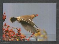 Bird - Pajaros - Fauna - Macedonia Post card - A 1523